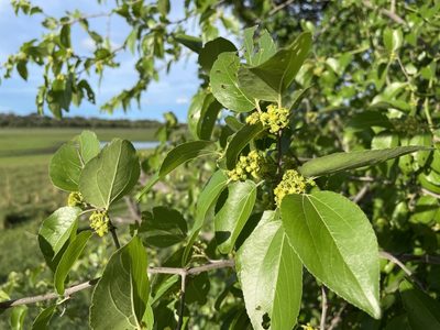 Ziziphus mucronata, photographed by Robert Taylor