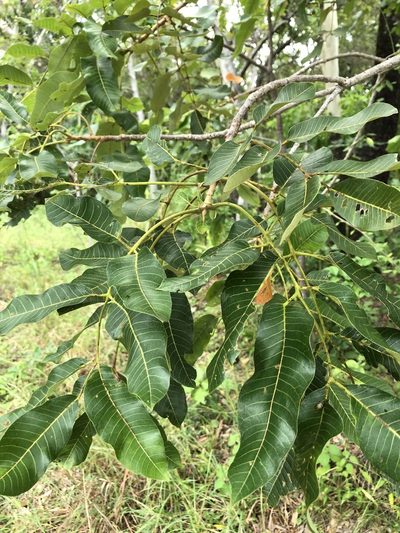 Canarium australianum, photographed by elawrey