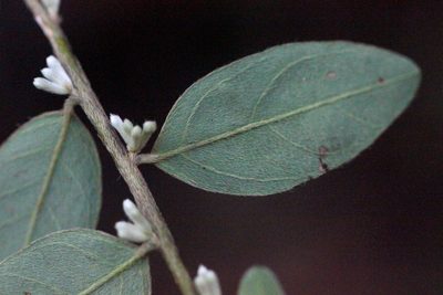 Daphne championii, photographed by Agnes Trekker