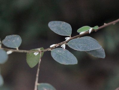 Daphne championii, photographed by Agnes Trekker