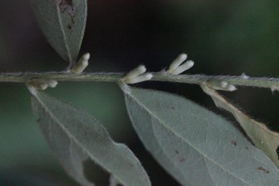 Daphne championii, photographed by Agnes Trekker