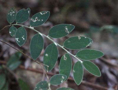 Daphne championii, photographed by Agnes Trekker