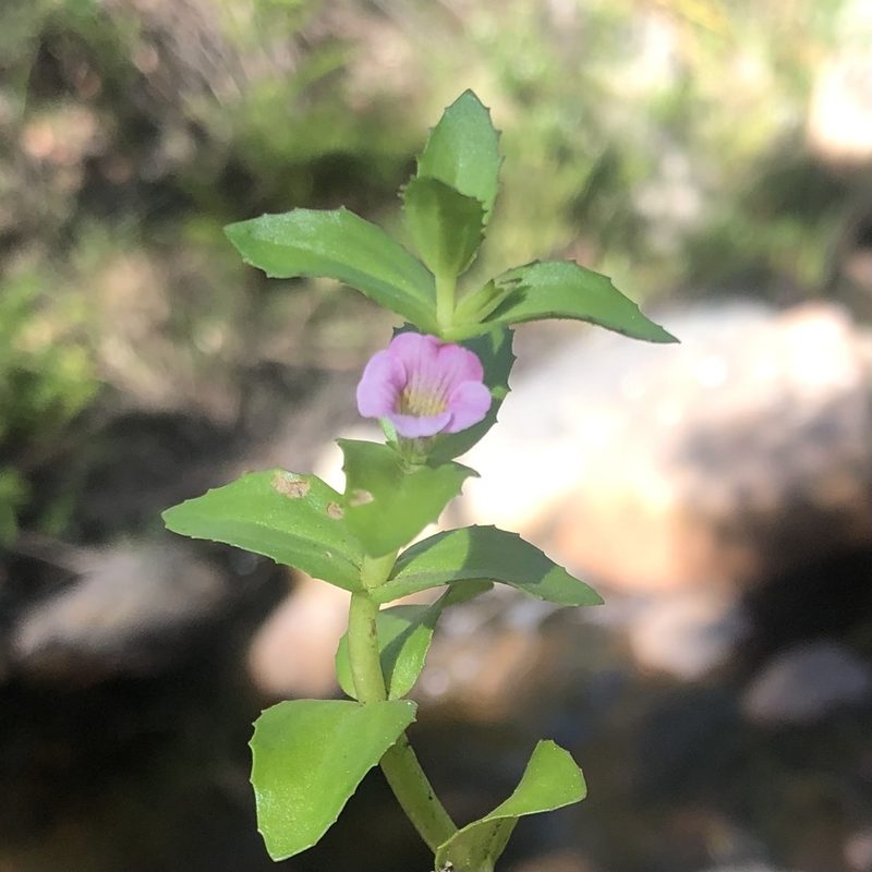 Gratiola peruviana, photographed by James K. Douch