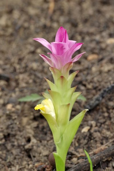 Curcuma aromatica, photographed by Thibaud Aronson