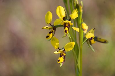 Diuris septentrionalis, photographed by Hugo Innes