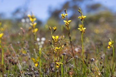 Diuris septentrionalis, photographed by Hugo Innes