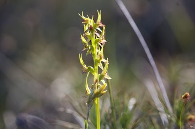 Prasophyllum gracile, photographed by Hugo Innes
