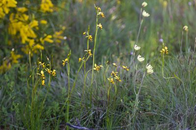 Diuris septentrionalis, photographed by Hugo Innes