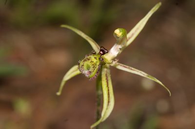 Caladenia mesocera, photographed by Hugo Innes