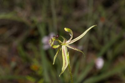 Caladenia mesocera, photographed by Hugo Innes