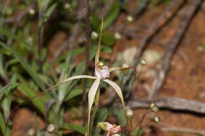 Caladenia varians, photographed by Hugo Innes