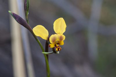 Diuris pallescens, photographed by Hugo Innes