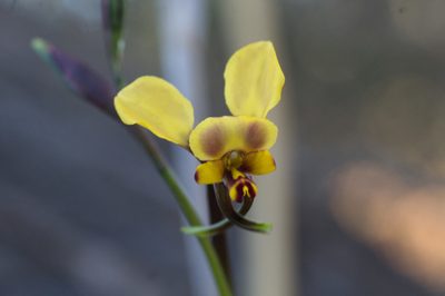Diuris pallescens, photographed by Hugo Innes