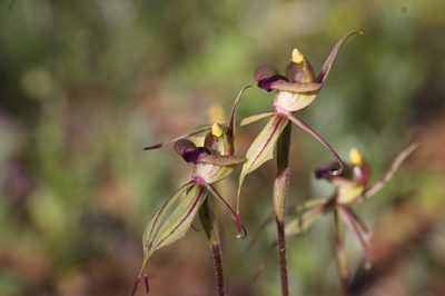 Caladenia doutchiae, photographed by Hugo Innes