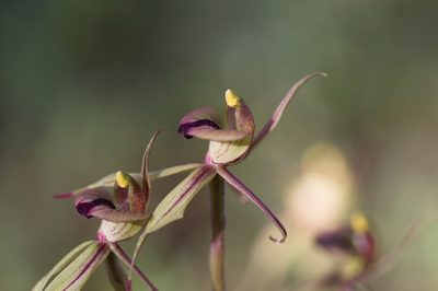Caladenia doutchiae, photographed by Hugo Innes