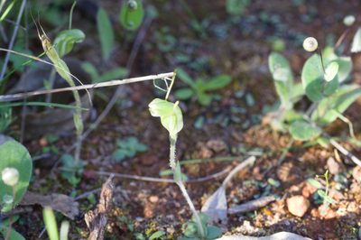 Pterostylis setulosa, photographed by Hugo Innes