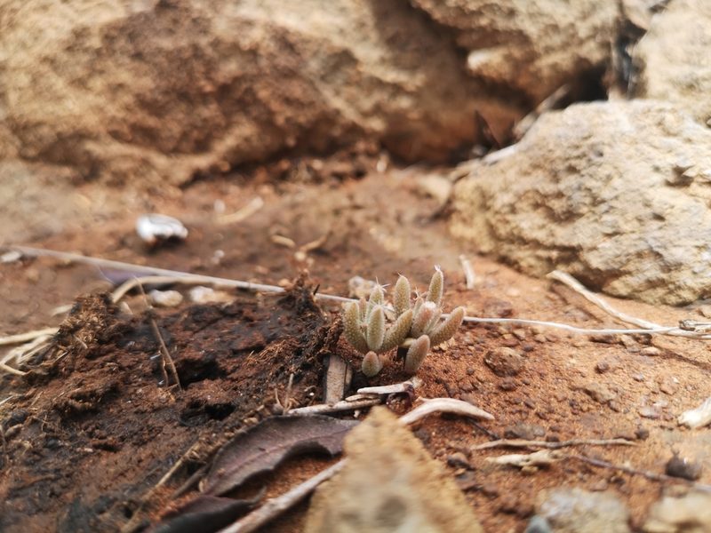 Trichodiadema setuliferum, photographed by Ricus Nel