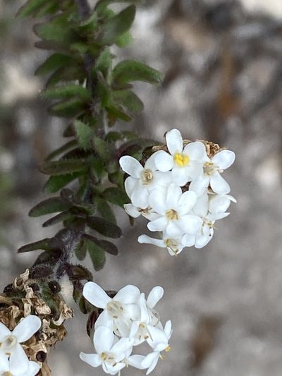 Selago setulosa, photographed by Christina