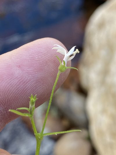 Monopsis alba, photographed by Dave U