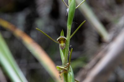 Orthoceras novae-zeelandiae, photographed by Hayden Jones