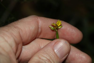 Tricoryne anceps, photographed by Greg Tasney