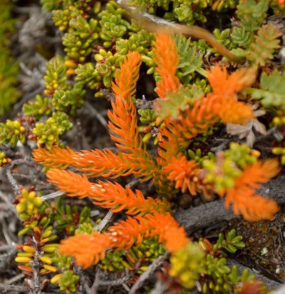 Austrolycopodium magellanicum, photographed by E Santos Ortega