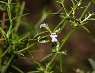Westringia eremicola, photographed by Greg Tasney