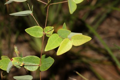 Bossiaea formosa, photographed by Greg Tasney