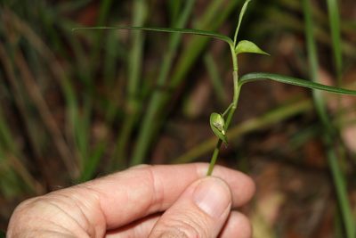 Commelina lanceolata, photographed by Greg Tasney
