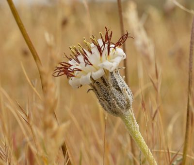 Hypochaeris incana, photographed by E Santos Ortega