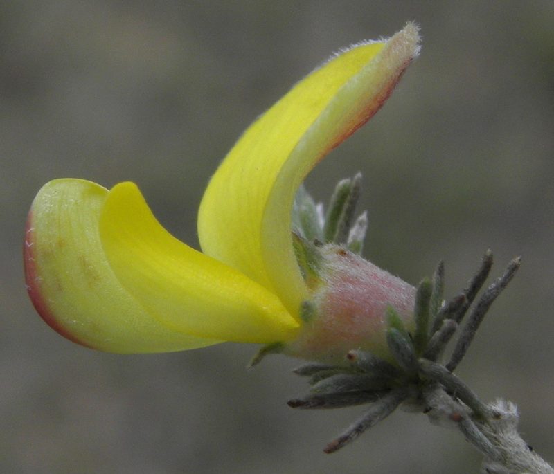 Aspalathus abbottii, photographed by Charles Stirton