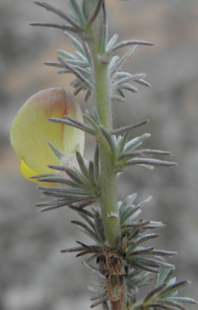 Aspalathus abbottii, photographed by Charles Stirton