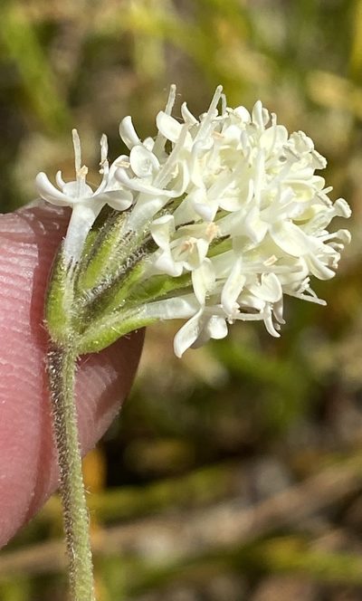 Phyllopodium elegans, photographed by Dave U
