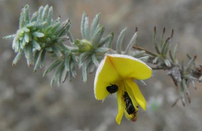 Aspalathus abbottii, photographed by Charles Stirton