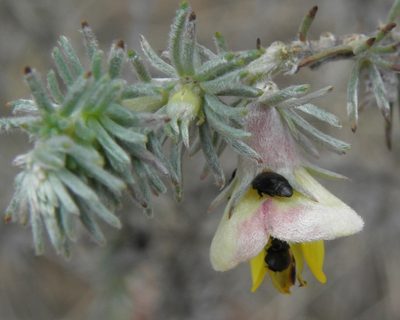 Aspalathus abbottii, photographed by Charles Stirton