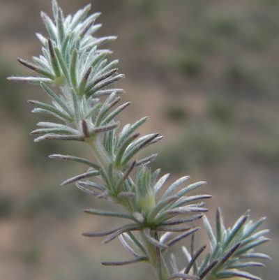 Aspalathus abbottii, photographed by Charles Stirton