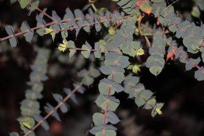 Pultenaea spinosa, photographed by Greg Tasney