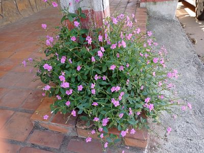 Talinum fruticosum, photographed by Luis Recalde
