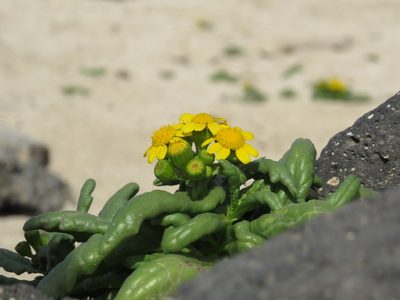 Senecio leucanthemifolius, photographed by Marcelo Cabrera
