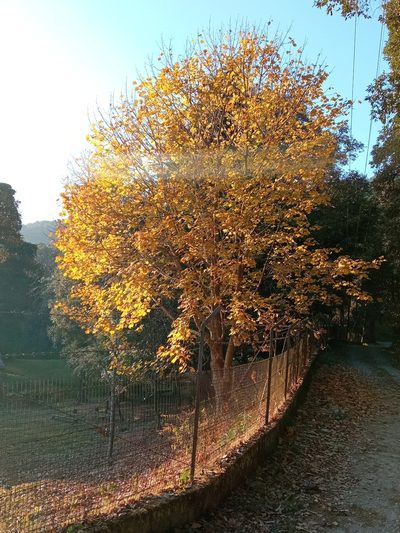 Acer caesium, photographed by Maya Lodhiyal