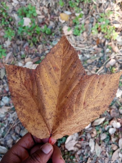 Acer caesium, photographed by Maya Lodhiyal