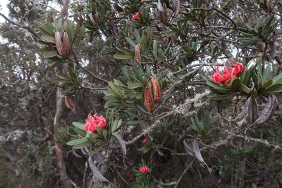 Telopea truncata, photographed by Cowirrie