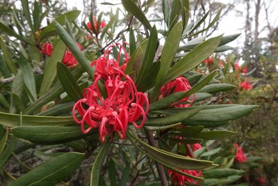 Telopea truncata, photographed by Cowirrie