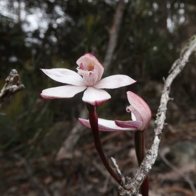 Caladenia alpina, photographed by Cowirrie