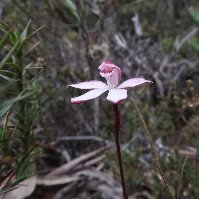 Caladenia alpina, photographed by Cowirrie