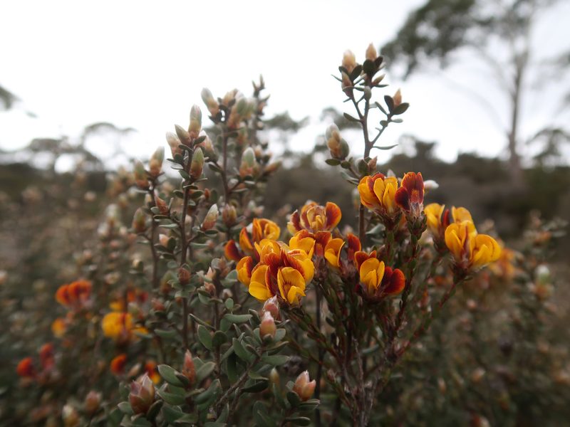 Almaleea subumbellata, photographed by Cowirrie