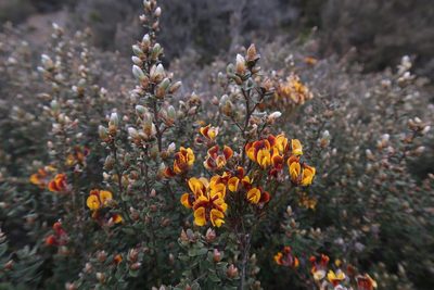 Almaleea subumbellata, photographed by Cowirrie