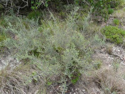 Aspalathus abbottii, photographed by Charles Stirton