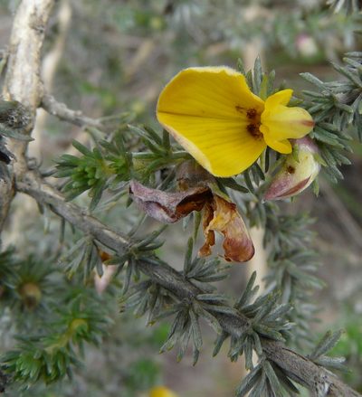 Aspalathus abbottii, photographed by Charles Stirton