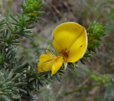 Aspalathus abbottii, photographed by Charles Stirton
